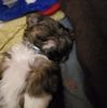randyringstaff7